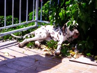 /album/fotky1/img-5066a-jpg/