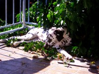 /album/fotky1/img-5068a-jpg/