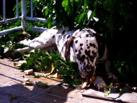 /album/fotky1/img-5076a-jpg1/